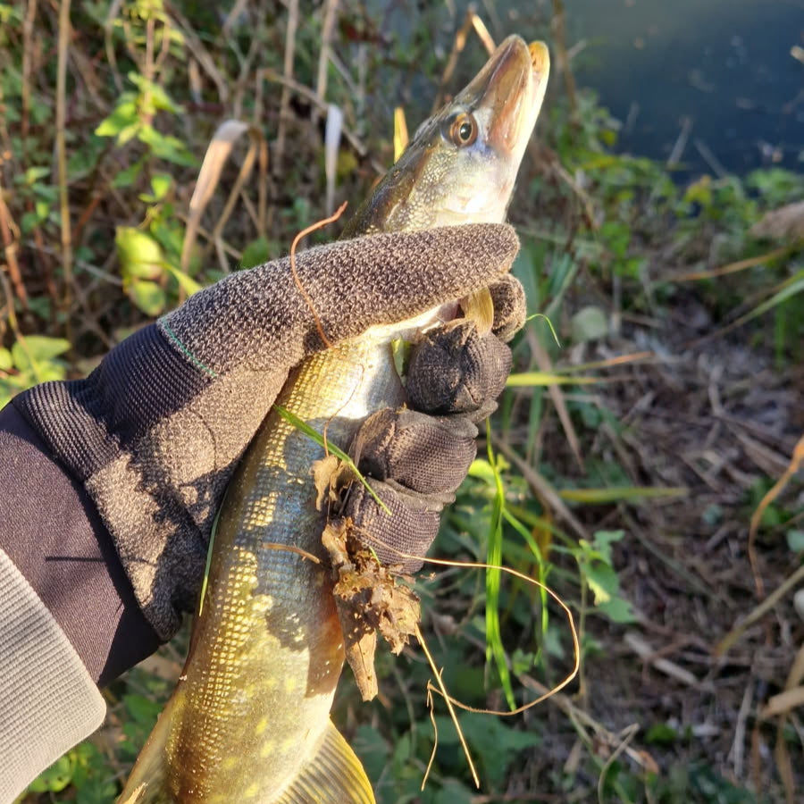 petit brochet